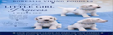 Little Girl Princess