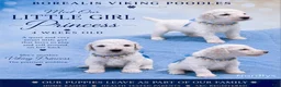 Standard Poodle dogs for sale: Little Girl Princess - Ad 1