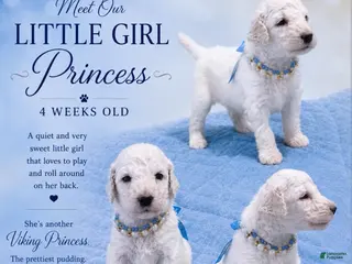 Standard Poodle dogs Little Girl Princess - Ad 18