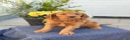 Goldendoodle dogs for sale: Tasha - Ad 6