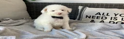 Toy Poodle dogs for sale: speller - Ad 5