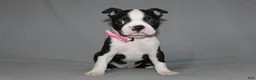 Boston Terrier dogs for sale: Chloe - Ad 4