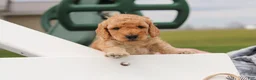 Mini Goldendoodle dogs for sale: Tyrone - Ad 7