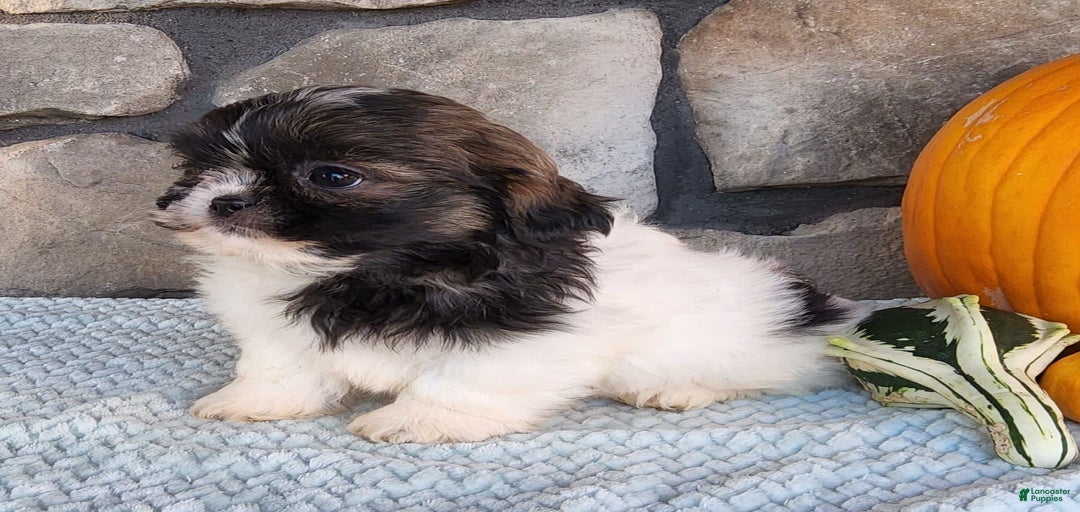 Gallery Image {{count}}