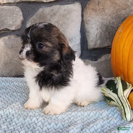 Gallery Image {{count}}