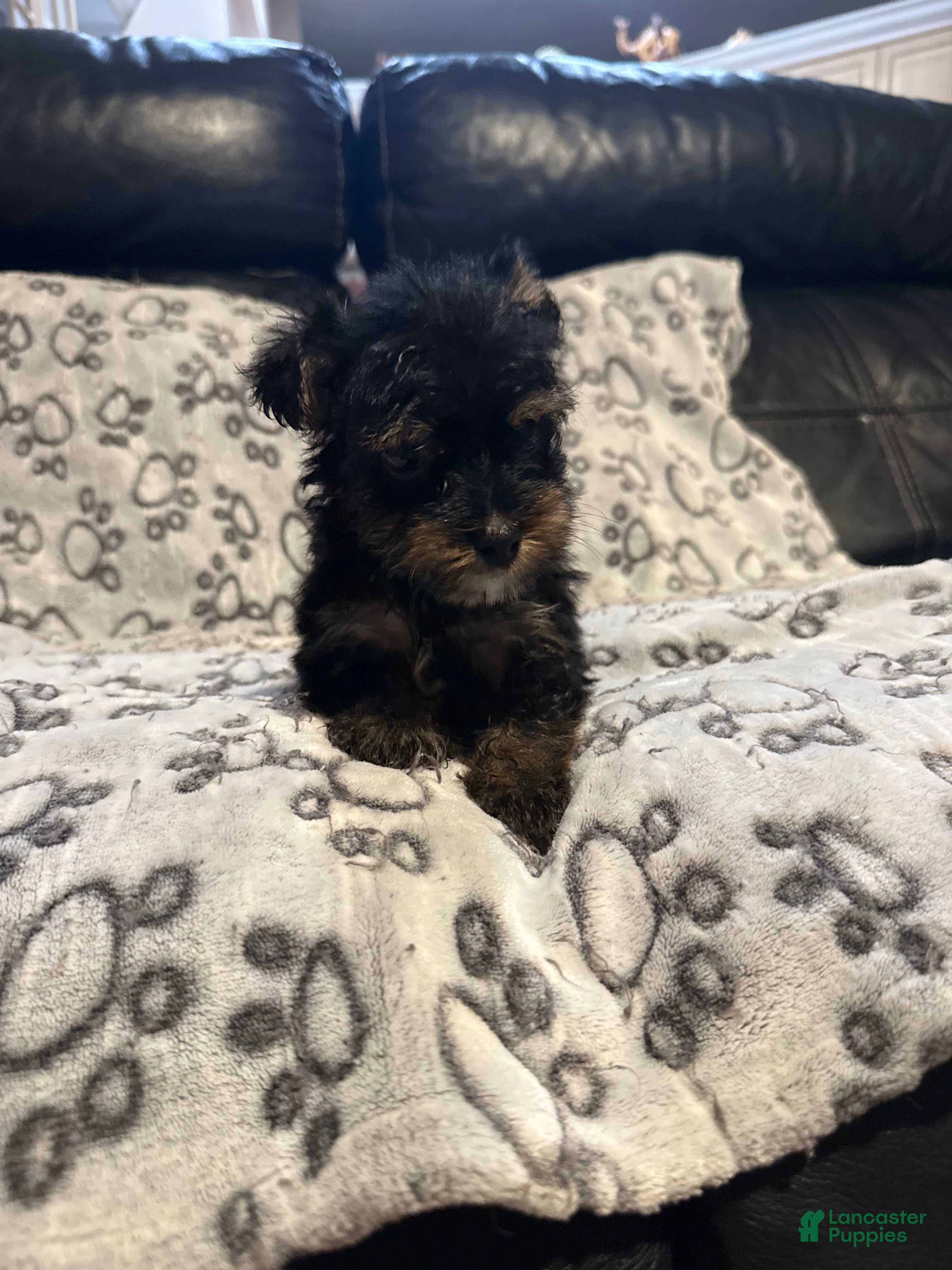 Yorkshire Terrier dogs Teddy - Ad 2