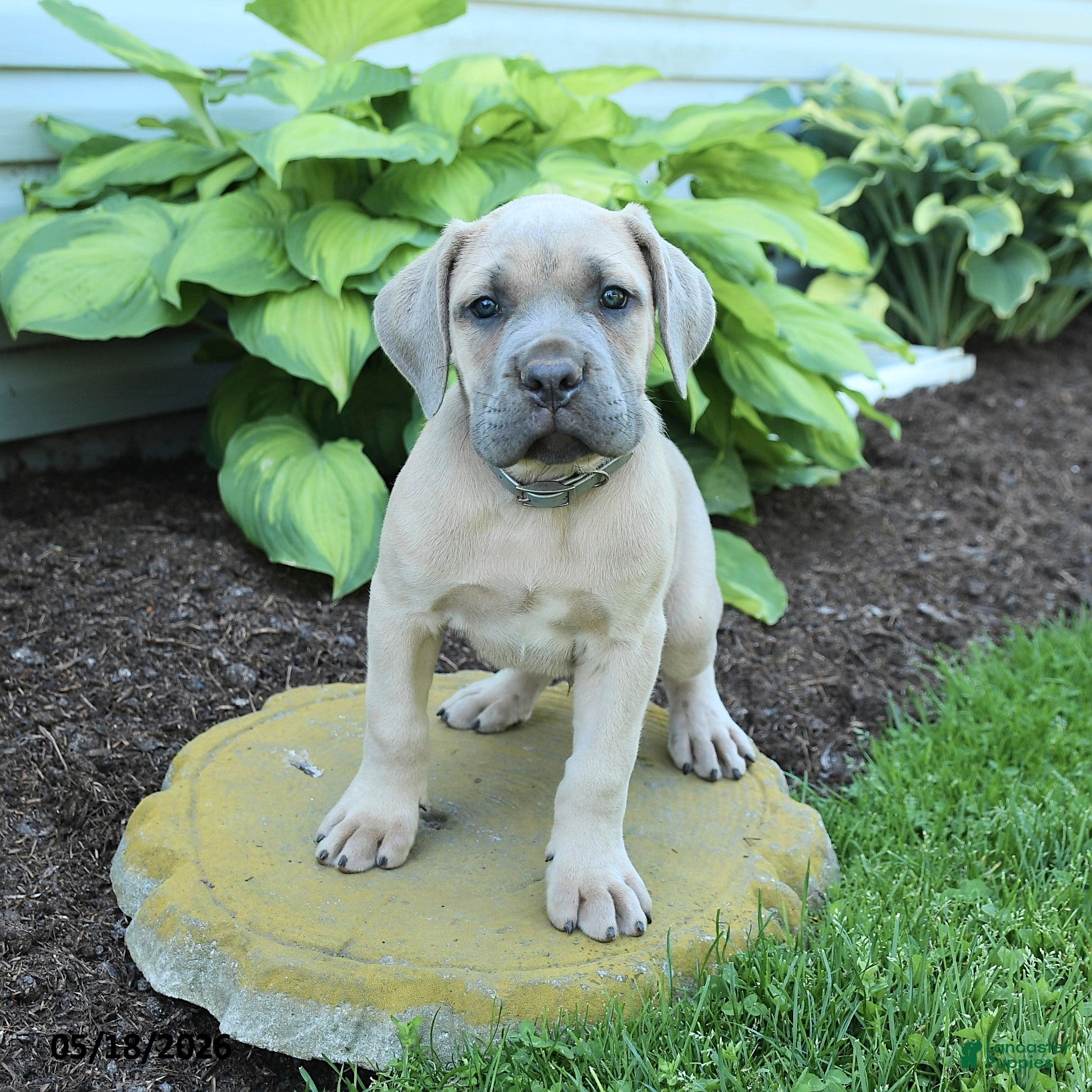 Cane Corso dogs Kaden - Ad 1