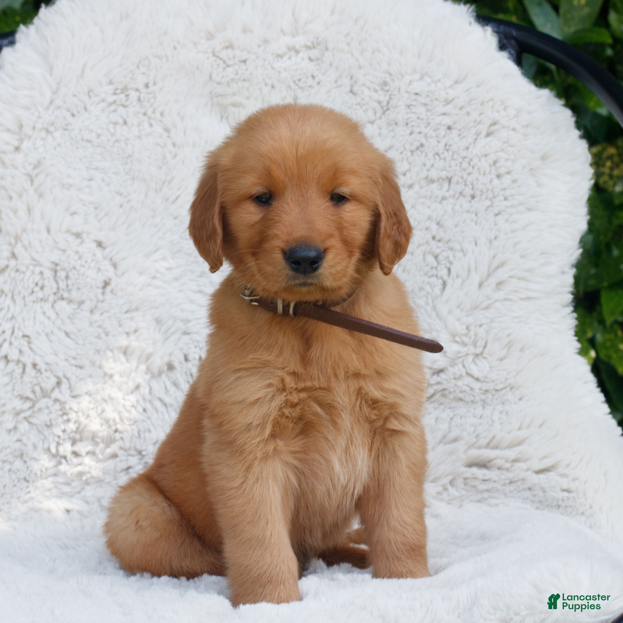 Golden Retriever dogs Preston  - Ad 2