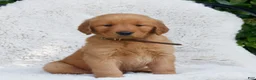 Golden Retriever dogs for sale: Preston  - Ad 2