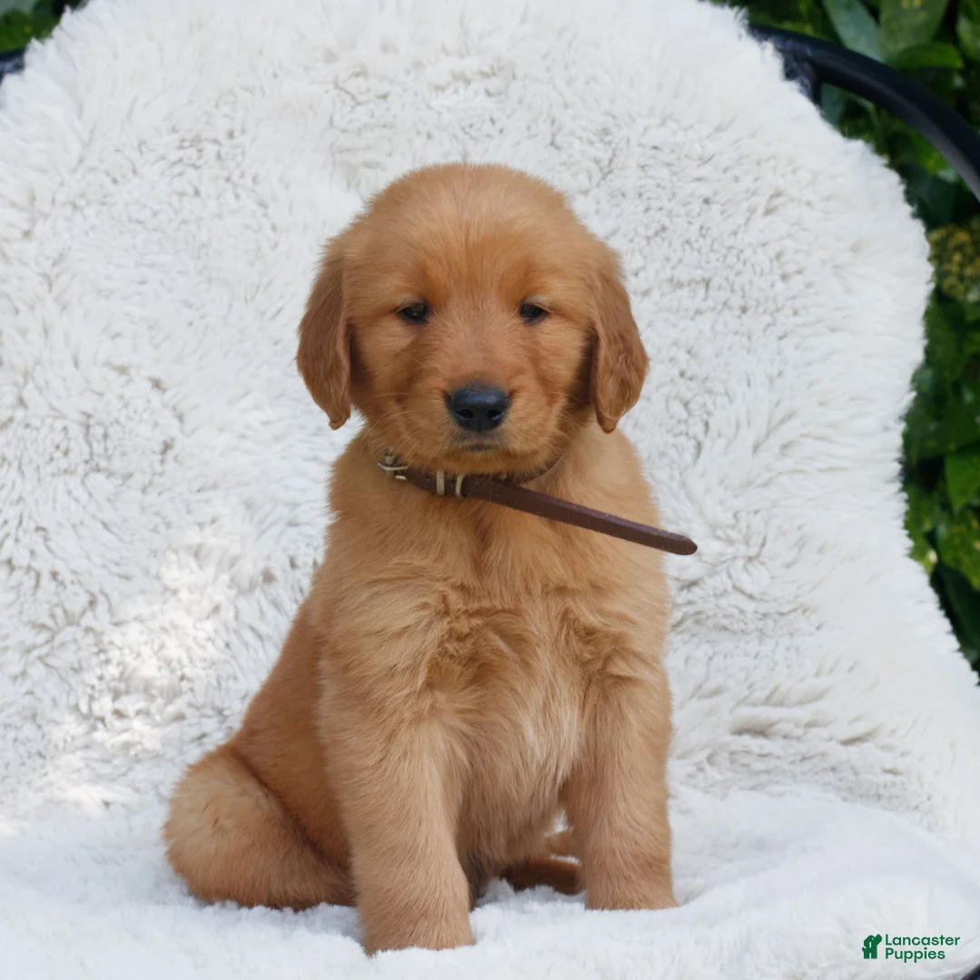 Golden Retriever dogs for sale: Preston  - Ad 2