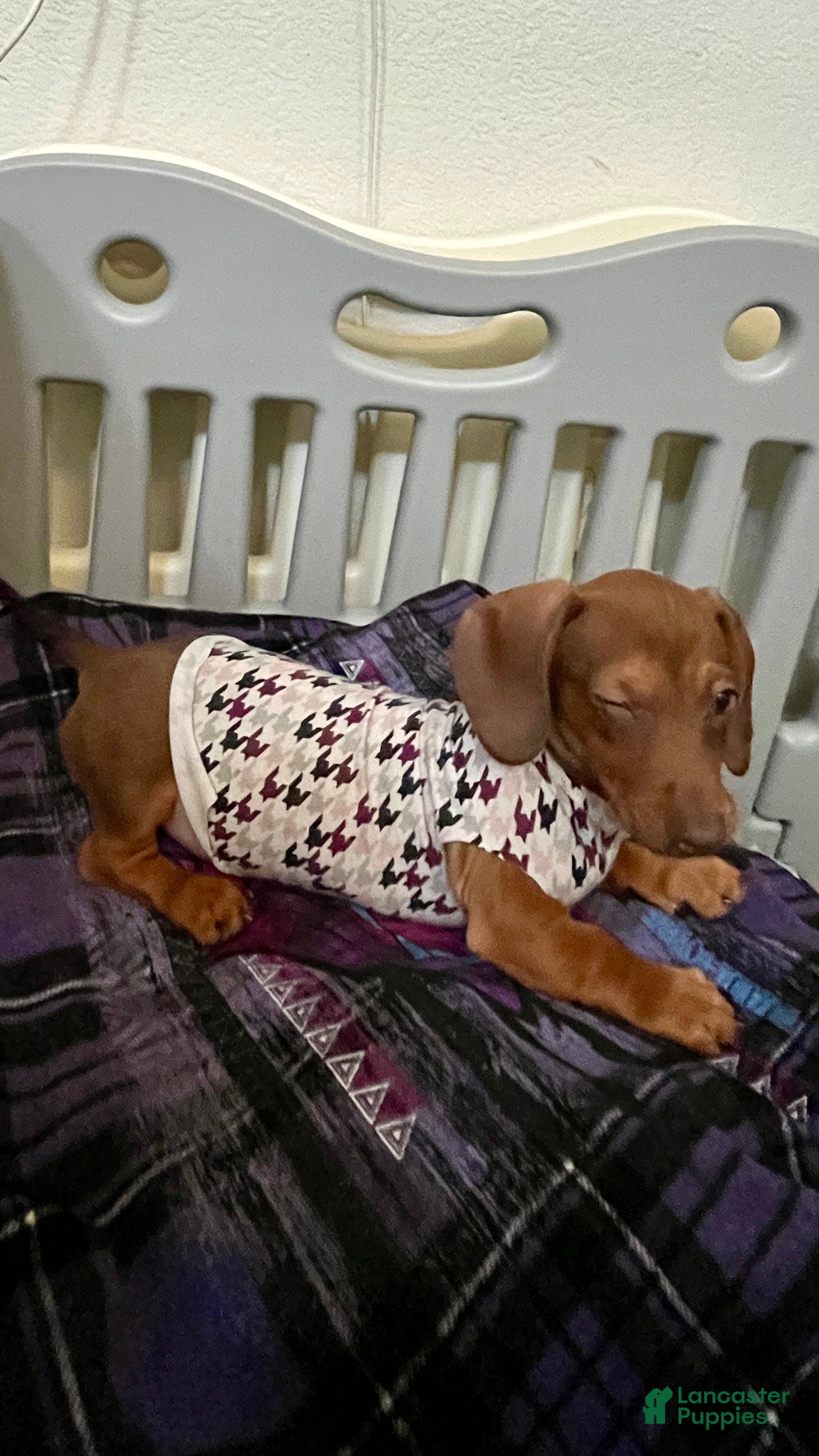 Dachshund dogs Dachshund Puppy 2 - Ad 3