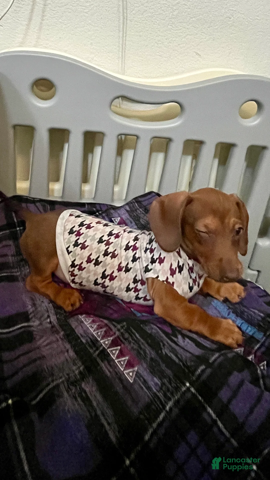 Dachshund dogs for sale: Dachshund Puppy 2 - Ad 1