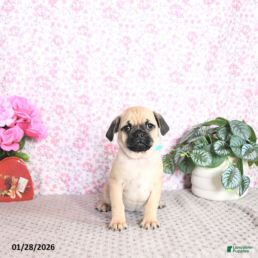 Pug dogs Lilah - Ad 11