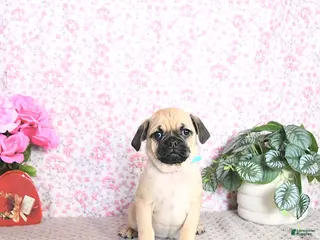 Pug dogs Lilah - Ad 11