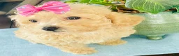 Maltipoo dogs for sale: Tiny Torie - Ad 4