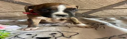 Boxer dogs for sale: Ranger - Ad 2