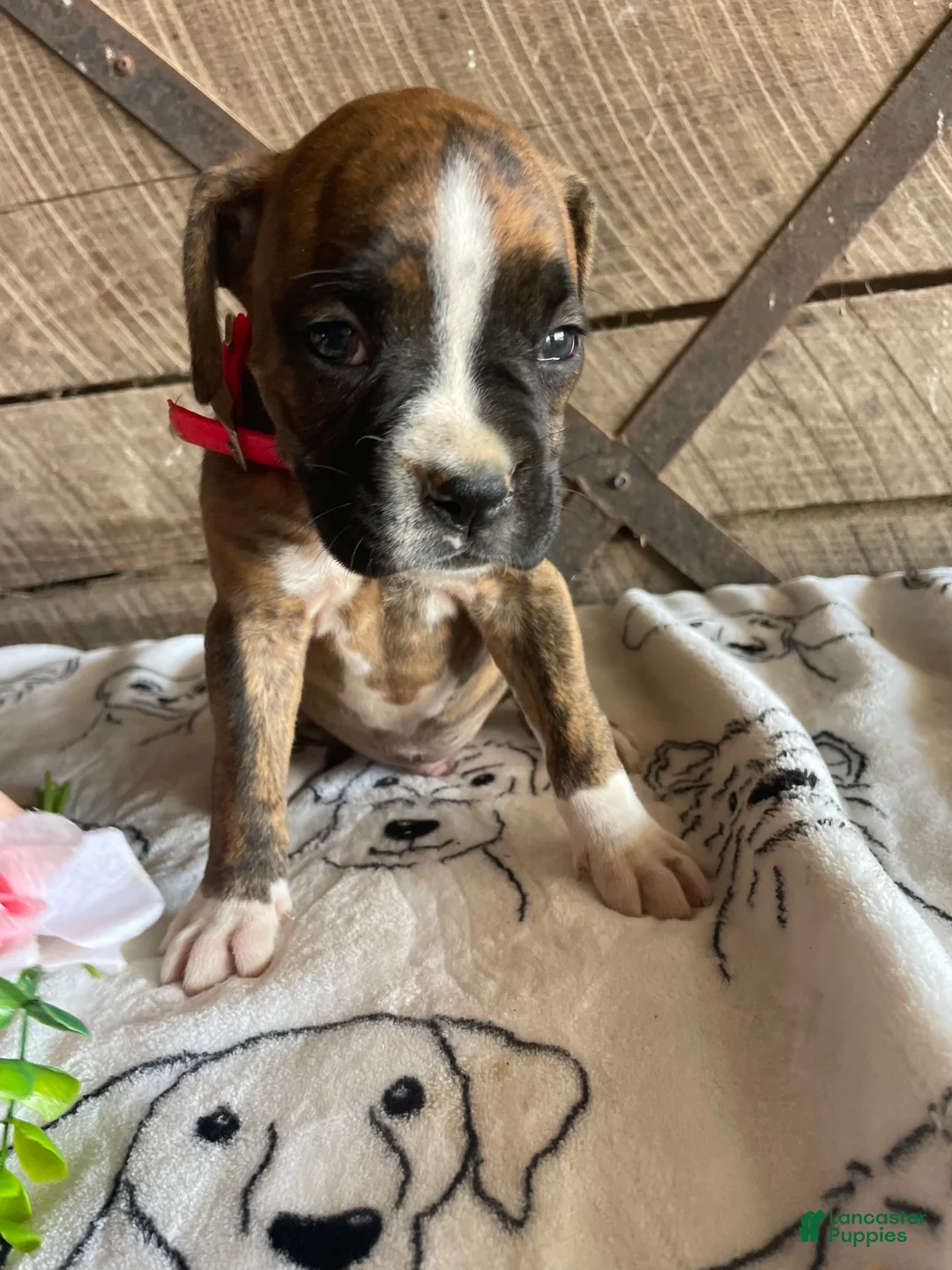 Boxer dogs for sale: Ranger - Ad 2