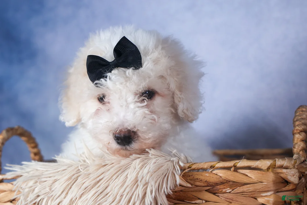 Bichpoo dogs for sale: Carmel - Ad 10