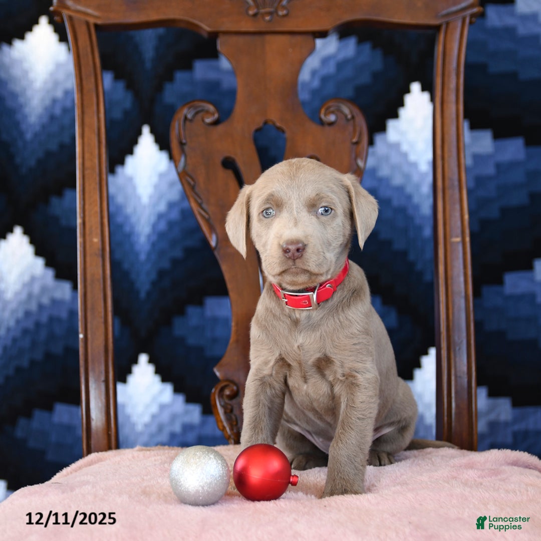 Labrador Retriever dogs for sale: Alice - Ad 2