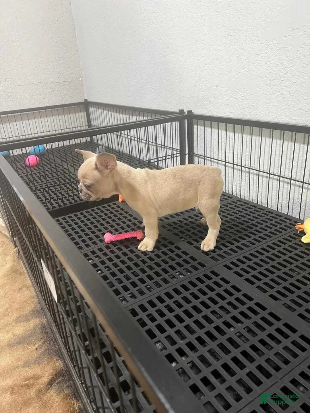 French Bulldog dogs for sale: Cody  - Ad 2