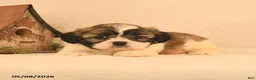 Shih Tzu dogs for sale: Jinx - Ad 2