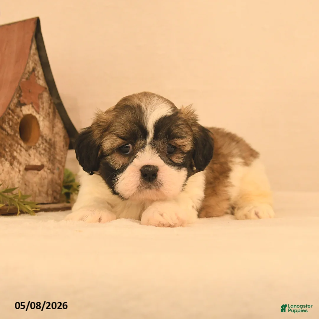 Shih Tzu dogs for sale: Jinx - Ad 2