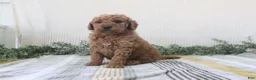 Mini Goldendoodle dogs for sale: Ryan - Ad 1