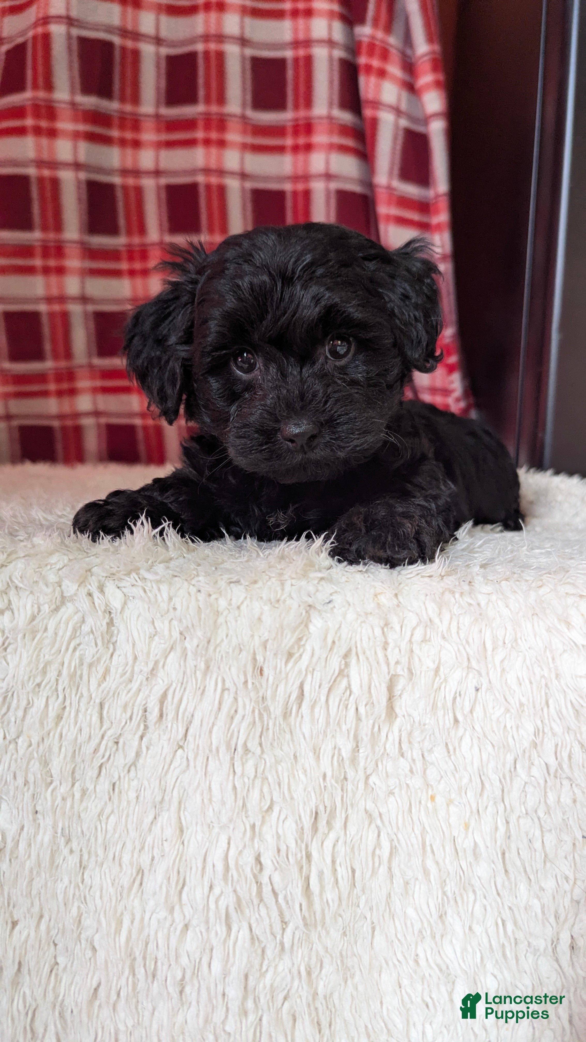 Yorkiepoo dogs Tyson  - Ad 1