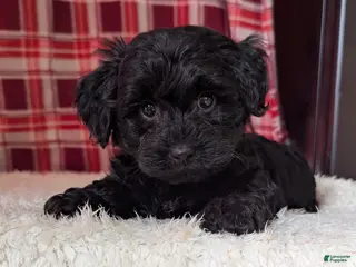 Yorkiepoo dogs for sale: Tyson - Ad 3