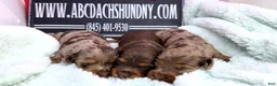 Dachshund dogs for sale: Uno chocolate dapple boy - Ad 11