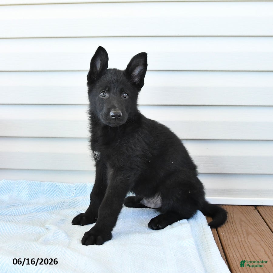 German Shepherd dogs Cola - Ad 1
