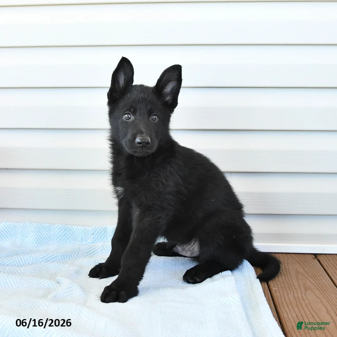 German Shepherd dogs for sale: Cola - Ad 1