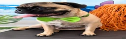 Pug dogs for sale: Pug boy  - Ad 1