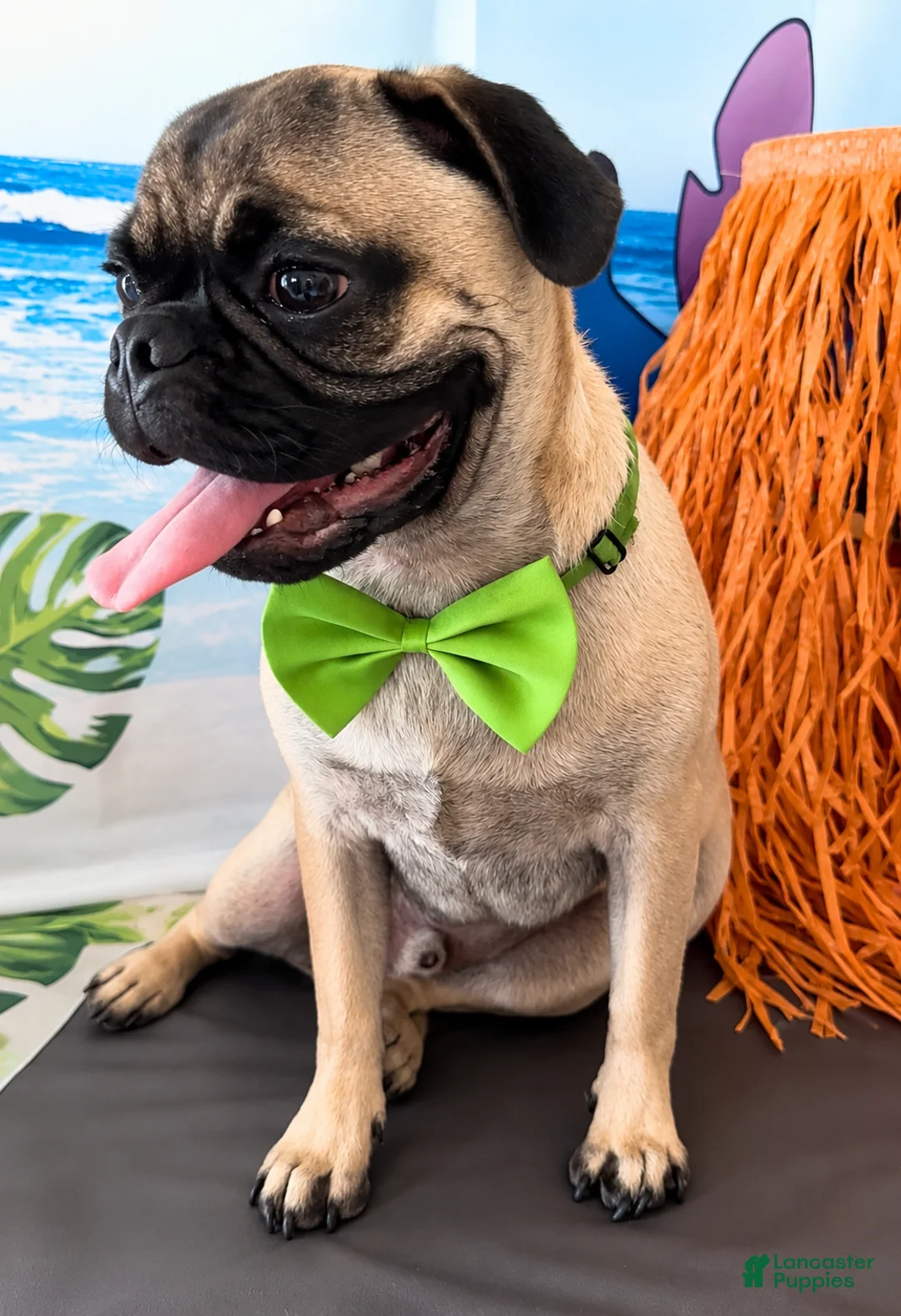 Pug dogs for sale: Pug boy  - Ad 1
