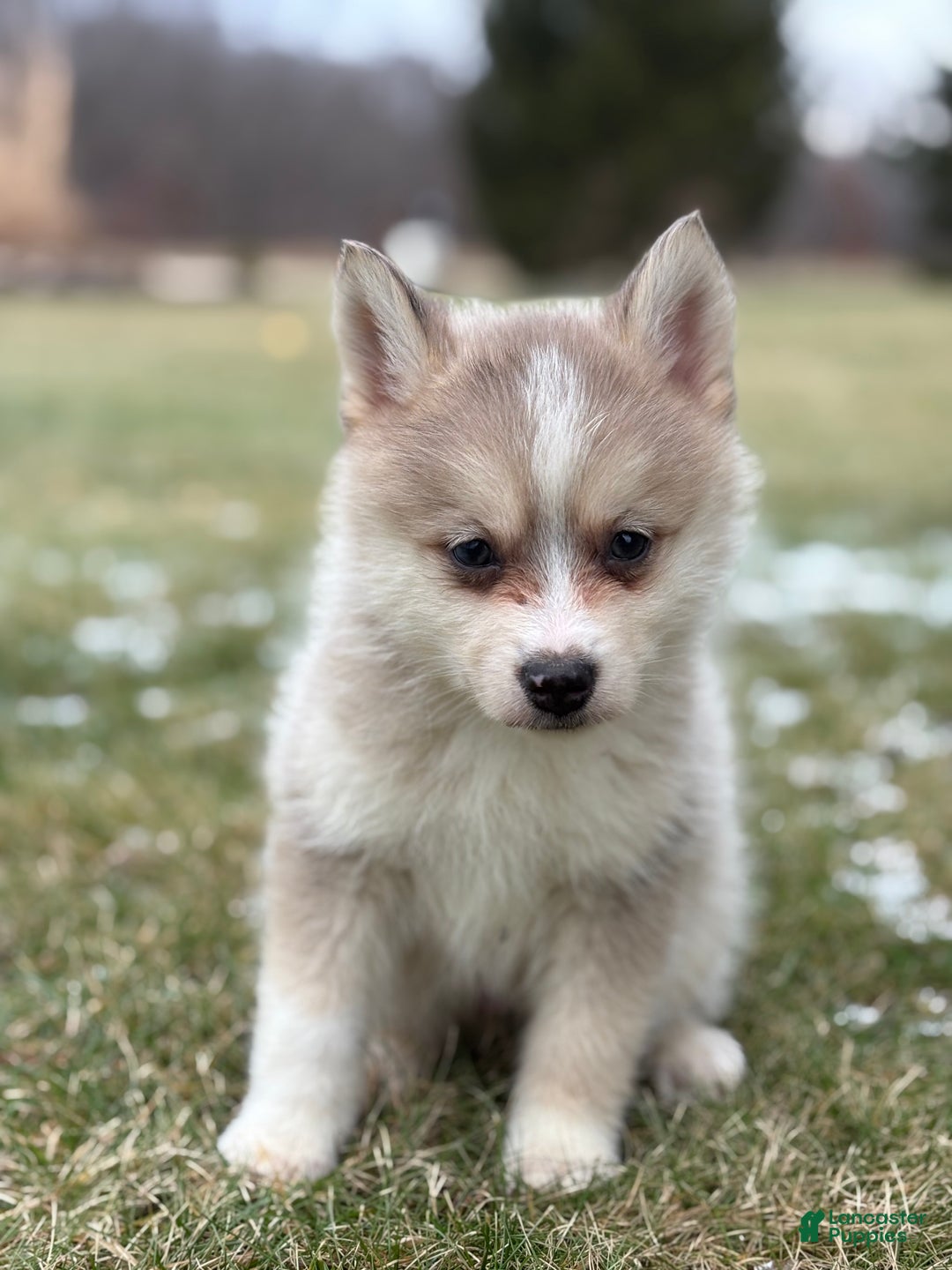 Pomsky dogs for sale: Tyler - Ad 4