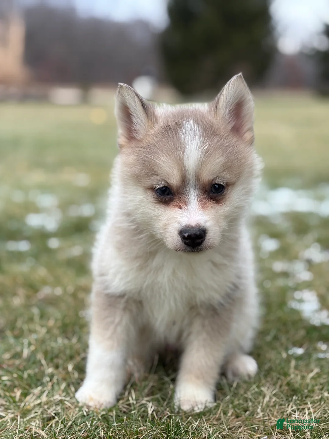 Pomsky dogs for sale: Tyler - Ad 4
