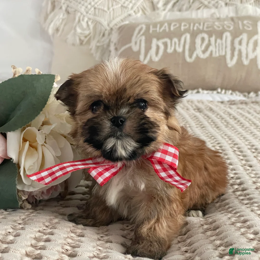 Morkie dogs for sale: Teacup Nugget - Ad 10