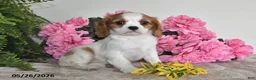 Cavalier King Charles Spaniel dogs for sale: Dolly - Ad 5