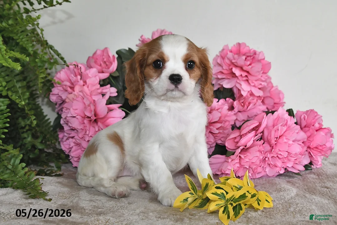 Cavalier King Charles Spaniel dogs for sale: Dolly - Ad 5