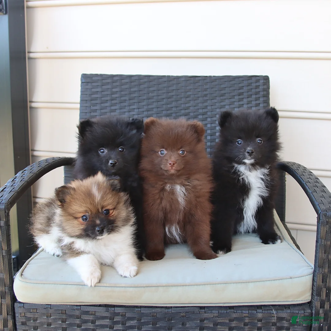 Pomeranian dogs for sale: Theo - Ad 2