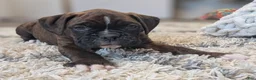 Boxer dogs for sale: Ranger - Ad 3