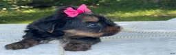 Yorkshire Terrier dogs for sale:  River - Ad 7