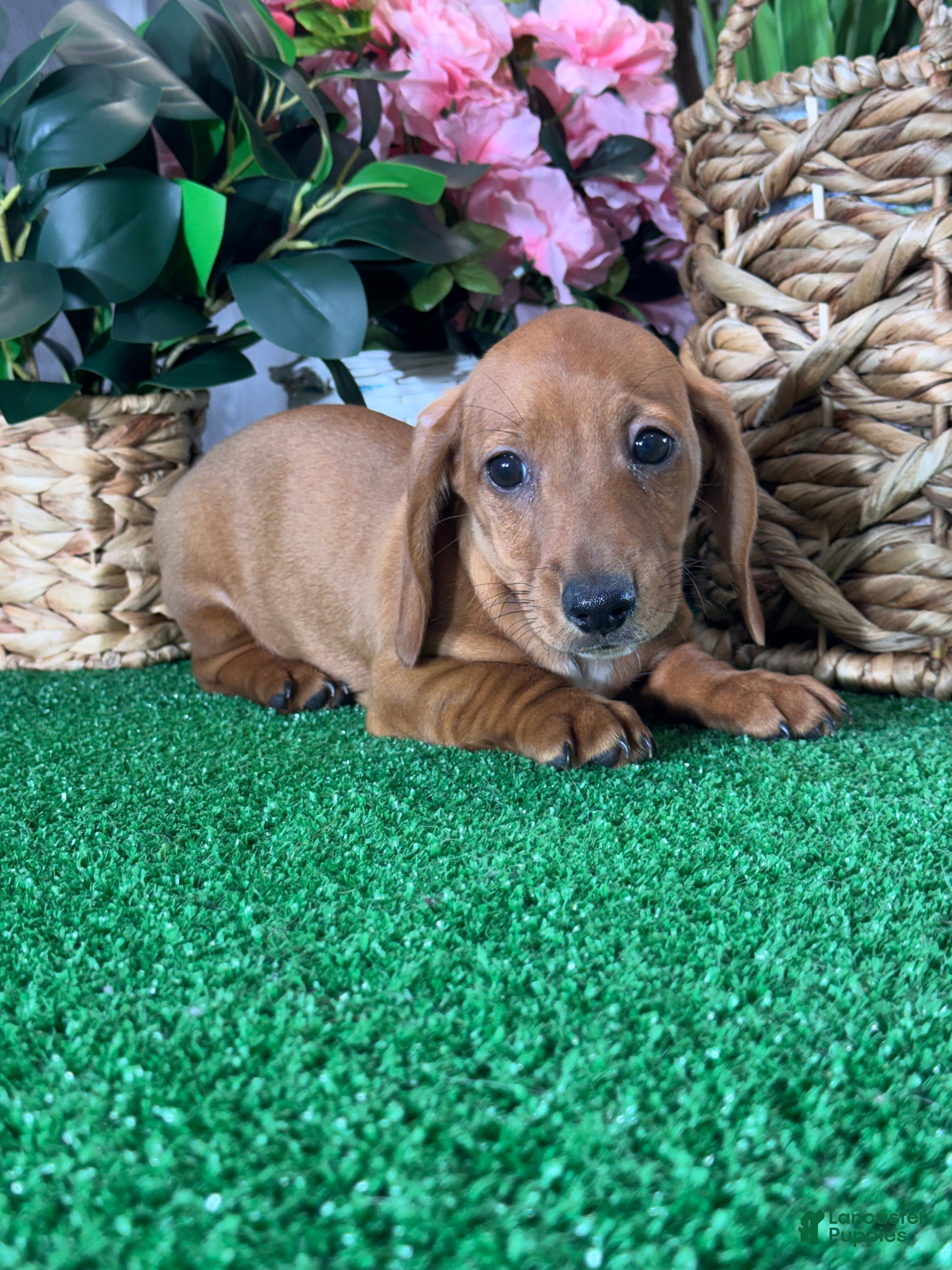 Dachshund dogs Dakota - Ad 42
