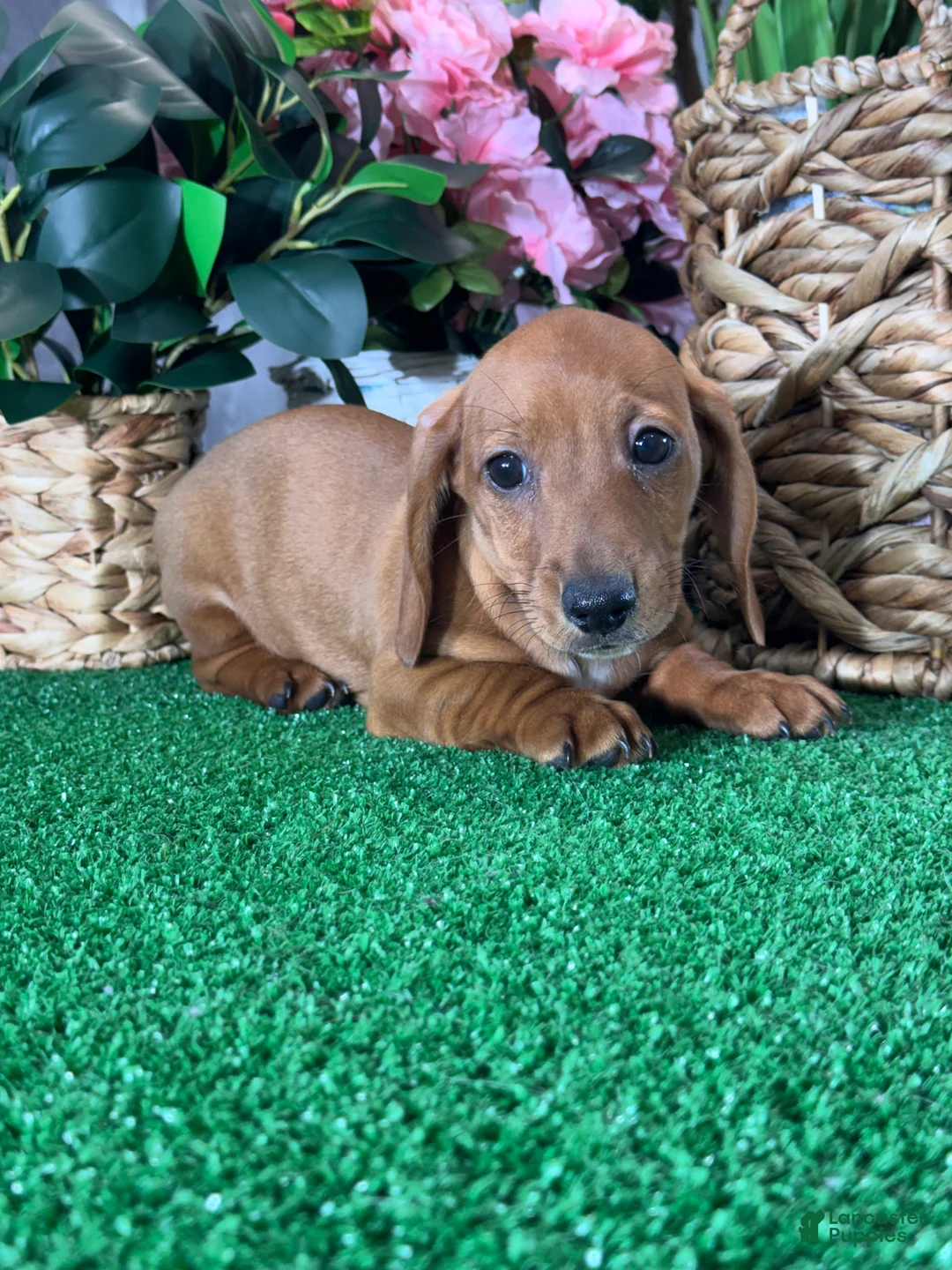 Dachshund dogs for sale: Dakota - Ad 1