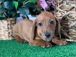 Dachshund dogs Dakota - Ad 42