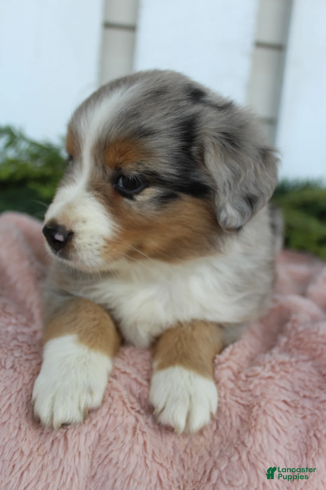 Miniature Australian Shepherd dogs for sale: Miniature Australian Shepherd 4 - Ad 2