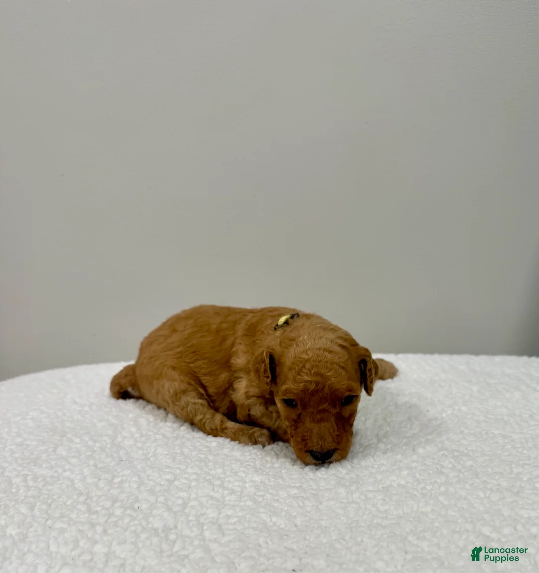 Standard Poodle dogs for sale: Yellow Collar  - Ad 2