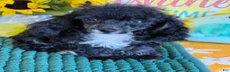 Toy Poodle dogs for sale: Cory - Ad 2