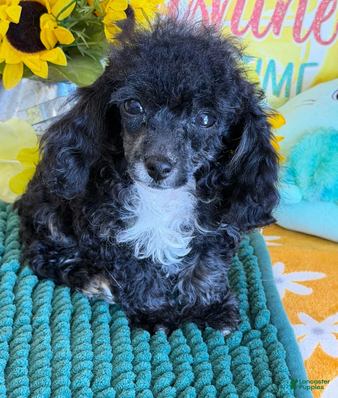 Toy Poodle dogs for sale: Cory - Ad 2