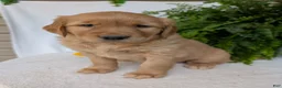 Golden Retriever dogs for sale: Indy - Ad 9